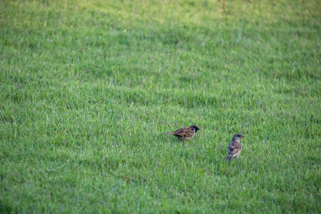 The little brown birds walk on green grassの写真素材