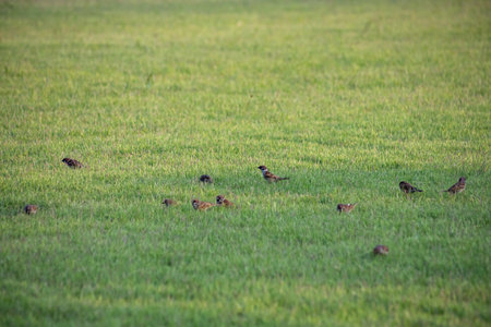 The little brown birds walk on green grassの写真素材