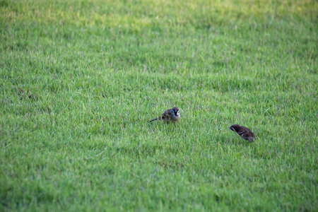 The little brown birds walk on green grassの写真素材
