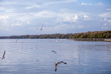 View of Many seagulls fly background with Gulf of Thailand , focus selectiveの写真素材