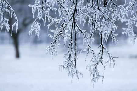 Glazed Tree Branch After Winter Ice Storm, Snow and Frozen Rain, Icicles
