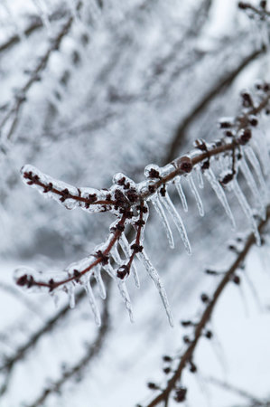 Glazed Tree Branch After Winter Ice Storm, Snow and Frozen Rain, Iciclesの写真素材