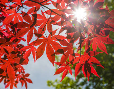 Red Japanese Maple Leaves, Leaf Isolated Against Blue Sky