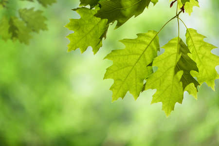 Spring Oak Leaves on Branch Isolated against Green Canopyの写真素材