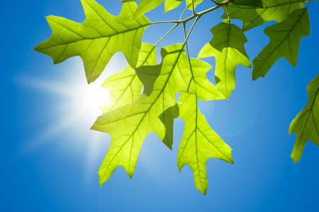 Spring Oak Leaves on Branch Isolated against Blue Skyの写真素材