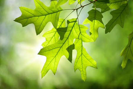 Spring Oak Leaves on Branch Isolated against Green Forest Canopyの写真素材