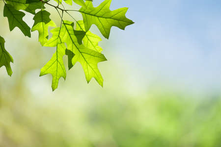 Spring Oak Leaves on Branch Isolated against Green Forest Canopyの写真素材
