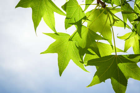 Spring Sweetgum Leaves on Branch Isolated against Blue Skyの写真素材