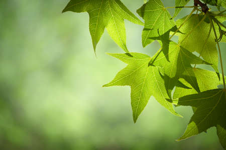 Spring Sweetgum Leaves on Branch Isolated Against Soft Green Canopyの写真素材