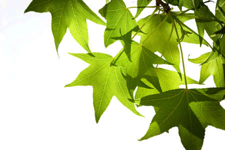 Spring Sweetgum Leaves on Branch Isolated on Whiteの写真素材