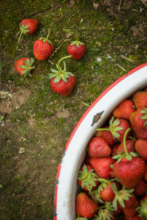 Organic Natural Red Strawberries, Strawberry in Rusic Enamel Pan on Mossy Dirt Pathの写真素材