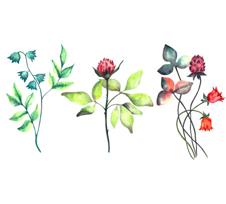 Flowers. Watercolor floral set with different spring flowers. Watercolor isolated illustrationの写真素材