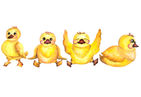 Watercolor baby illustration with ducklings. Duckling. The yellow duckling, watercolor illustration isolated on white backgroundの写真素材