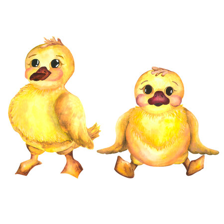Watercolor baby illustration with ducklings. Duckling. The yellow duckling, watercolor illustration isolated on white backgroundの写真素材