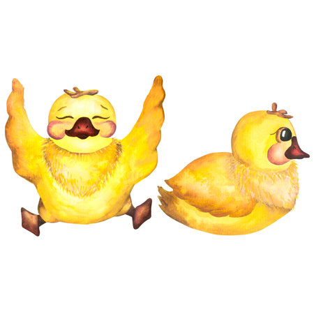 Watercolor baby illustration with ducklings. Duckling. The yellow duckling, watercolor illustration isolated on white backgroundの写真素材