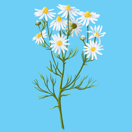 Medical herb for Pharmacy Package illustration. Hand drawn herbs for treatment and alternative medicine. Healthcare herbs. Pharmacy collection for Package designの写真素材