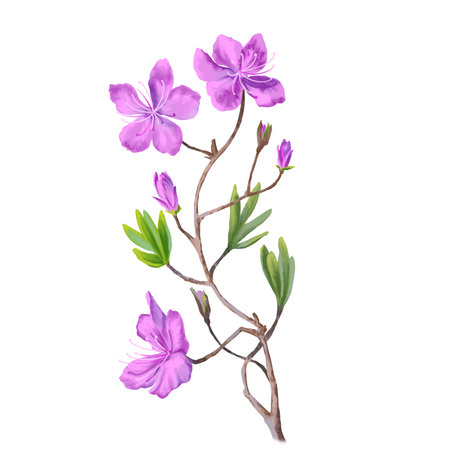 Hand drawn herbs for treatment and alternative medicine. Healthcare herbs. Pharmacy collection for Package designの写真素材