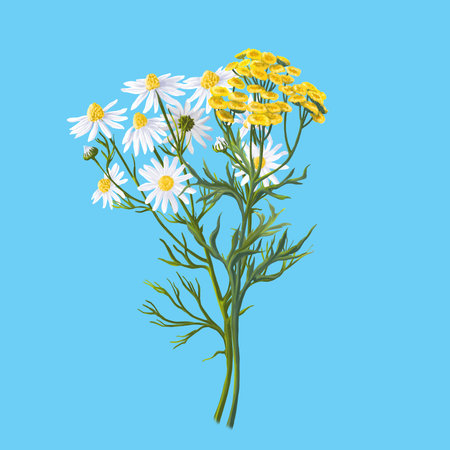 Medical herb for Pharmacy Package illustration. Hand drawn herbs for treatment and alternative medicine. Healthcare herbs. Pharmacy collection for Package designの写真素材