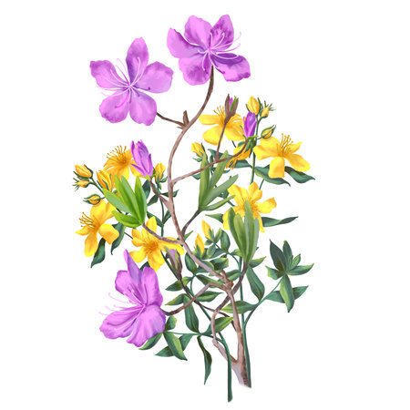 Medical herb for Pharmacy Package illustration. Hand drawn herbs for treatment and alternative medicine. Healthcare herbs. Pharmacy collection for Package designの写真素材