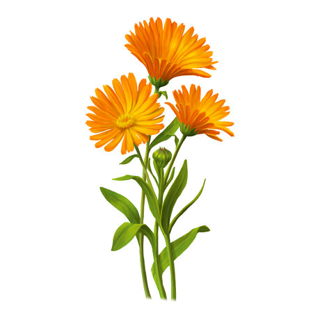 Medical herb for Pharmacy Package illustration. Hand drawn herbs for treatment and alternative medicine. Healthcare herbs. Pharmacy collection for Package designの写真素材