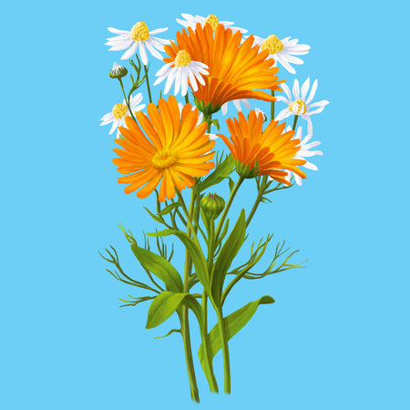 Medical herb for Pharmacy Package illustration. Hand drawn herbs for treatment and alternative medicine. Healthcare herbs. Pharmacy collection for Package designの写真素材