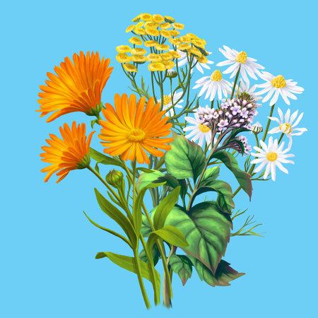 Medical herb for Pharmacy Package illustration. Hand drawn herbs for treatment and alternative medicine. Healthcare herbs. Pharmacy collection for Package designの写真素材