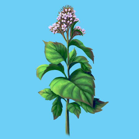 Medical herb for Pharmacy Package illustration. Hand drawn herbs for treatment and alternative medicine. Healthcare herbs. Pharmacy collection for Package designの写真素材