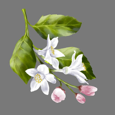 Lemon tree branches. Lemon flowers on the branch. Foliage and blossom of the garden tree. Summer garden. Bloom of the yellow sour fruits. Hand drawn illustrationの写真素材