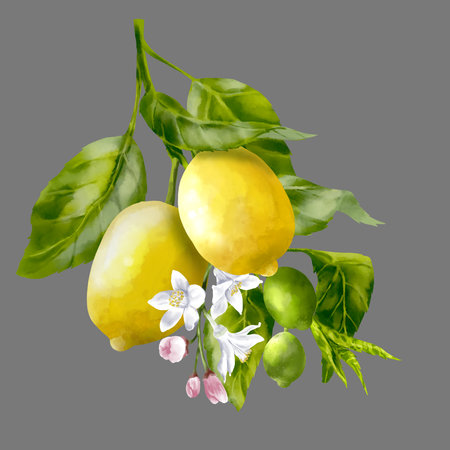 Lemon tree branches. Lemon fruits and flowers on the branch. Foliage and blossom on the garden tree. Summer harvest. Yellow sour fruits. Hand drawn illustrationの写真素材