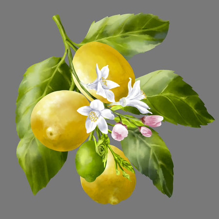 Lemon tree branches. Lemon fruits and flowers on the branch. Foliage and blossom on the garden tree. Summer harvest. Yellow sour fruits. Hand drawn illustrationの写真素材