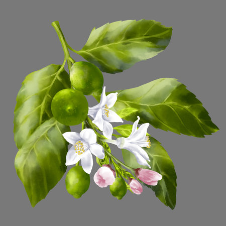 Lemon tree branches. Lemon fruits and flowers on the branch. Foliage and blossom on the garden tree. Summer harvest. Yellow sour fruits. Hand drawn illustrationの写真素材