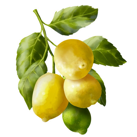 Lemon tree branches. Lemon fruits on the branch. Foliage on the garden tree. Summer harvest. Yellow sour fruits. Hand drawn illustrationの写真素材