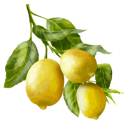 Lemon tree branches. Lemon fruits on the branch. Foliage and blossom on the garden tree. Summer harvest. Yellow sour fruits. Hand drawn illustrationの写真素材