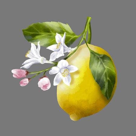 Lemon tree branches. Lemon fruits and flowers on the branch. Foliage and blossom on the garden tree. Summer harvest. Yellow sour fruits. Hand drawn illustrationの写真素材
