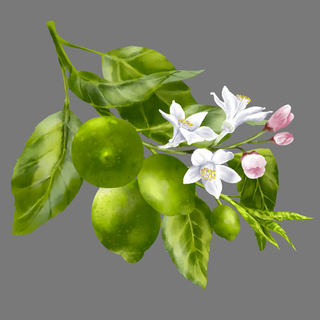 Lemon tree branches. Lemon fruits and flowers on the branch. Foliage and blossom on the garden tree. Summer harvest. Yellow sour fruits. Hand drawn illustrationの写真素材