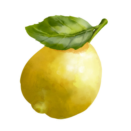 Lemon fruit with leaf. Summer harvest. Yellow and green sour fruits. Hand drawn illustration of Citrusの写真素材