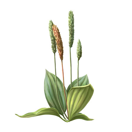 Hand drawn herbs for treatment and alternative medicine. Healthcare herbs. Collection for package designの写真素材