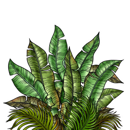 Hand drawn bush with lush tropical greenery for Card and Invitation. Foliage of palm and banana tree tropical leaves.の写真素材