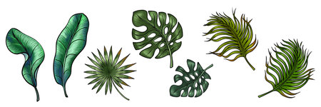 Hand drawn set with lush tropical greenery for Textile or card and invitation. Elements of palm and banana tree with other green tropical leaves. Rainforest greeneryの写真素材