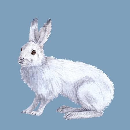 Cute illustration with winter hare, realistic drawing of a white rabbit in blue-white colors, hare on contrast backgroundの写真素材