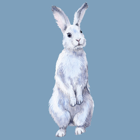 Cute illustration with winter hare, realistic drawing of a white rabbit in blue-white colors, hare on contrast backgroundの写真素材