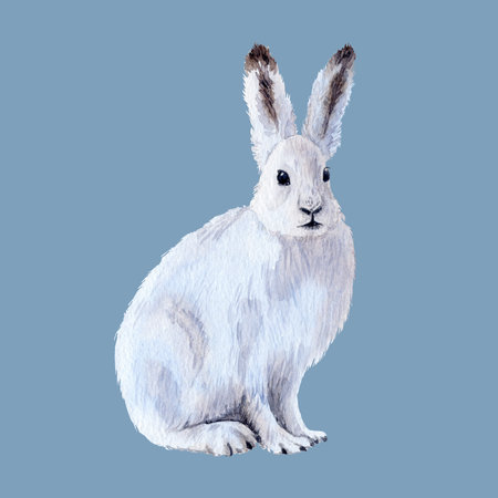 Cute illustration with winter hare, realistic drawing of a white rabbit in blue-white colors, hare on contrast backgroundの写真素材