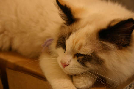 Sleeping Beastの写真素材