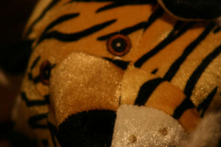 Tiger faceの写真素材