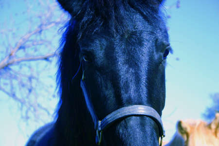 Fresian eyesの写真素材