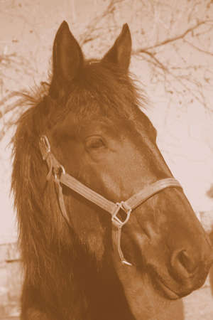 vintage horseの写真素材