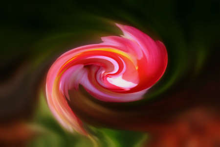 pink swirlの写真素材