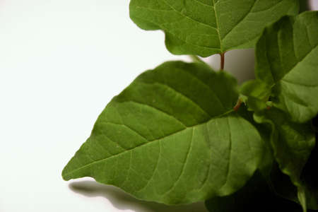 Garden weedsの写真素材