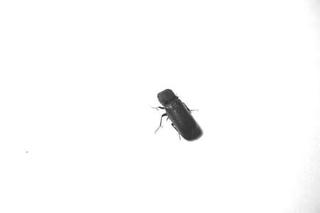 insect backgroundの写真素材