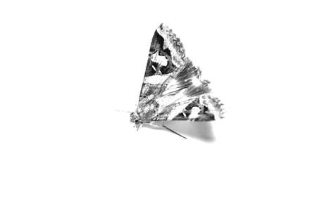 moth backgroundの写真素材